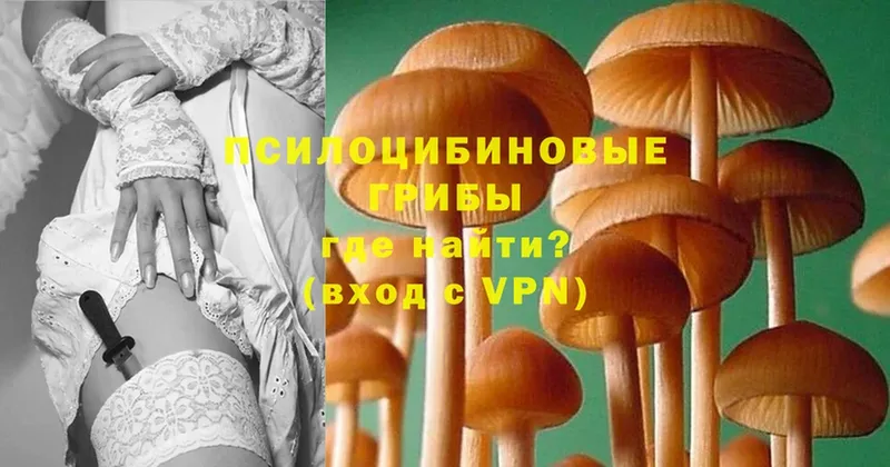 Галлюциногенные грибы Psilocybe  Бабушкин 